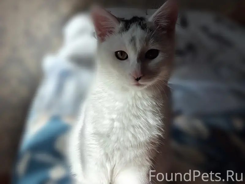 Пропал котёнок Котя, район ул. Коммунистической, 88