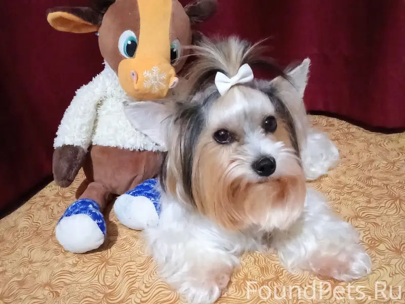 Пропала собака Нина
