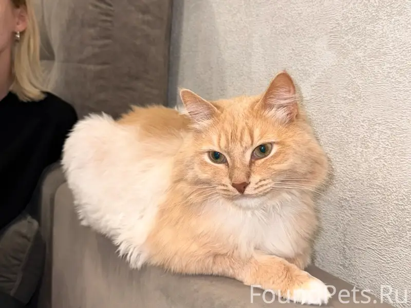 Пропал кот Сёма, Строителей 3а