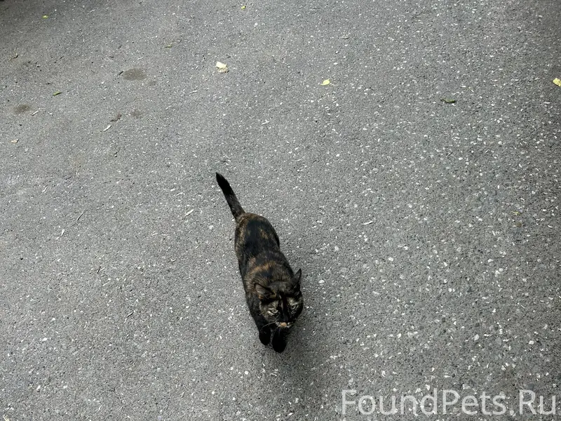 Найден кот, район ул. Аделя Кутуя
