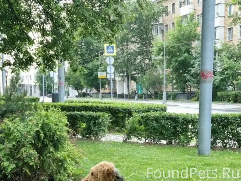 Найден эрдельтерьер, Замоскворечье