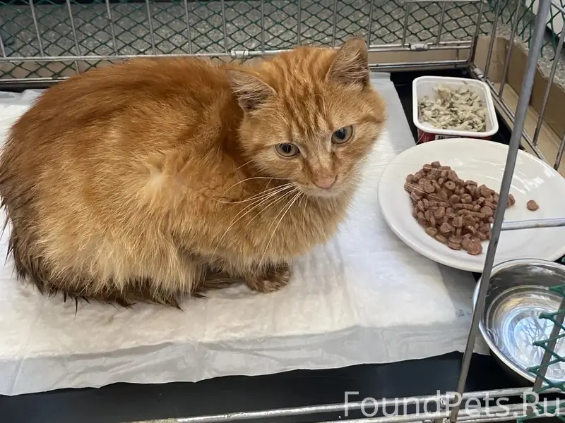 Найдена кошка, рыжий окрас, Бежицкий район