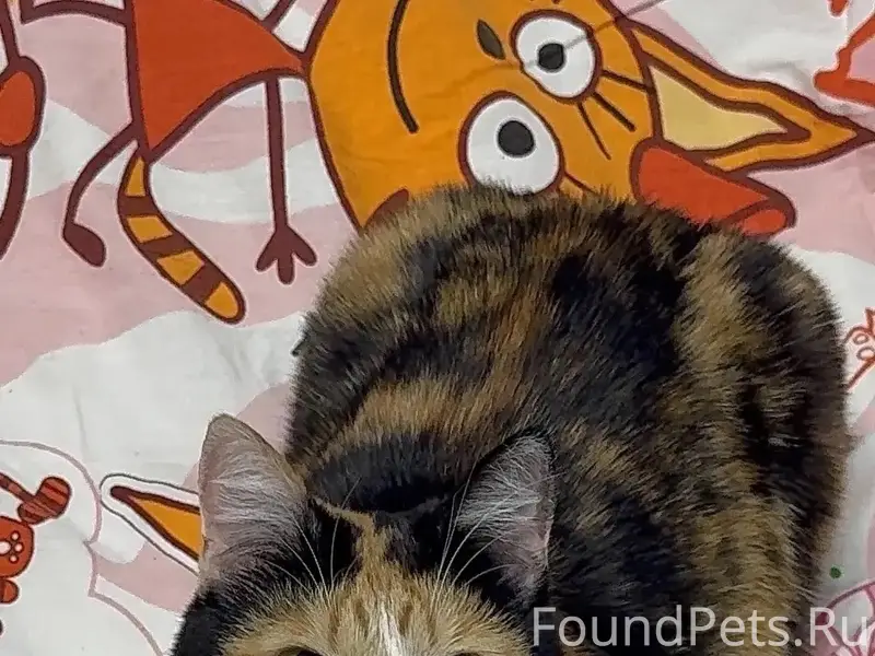 Пропала трёхцветная кошка, район Восточного д 6