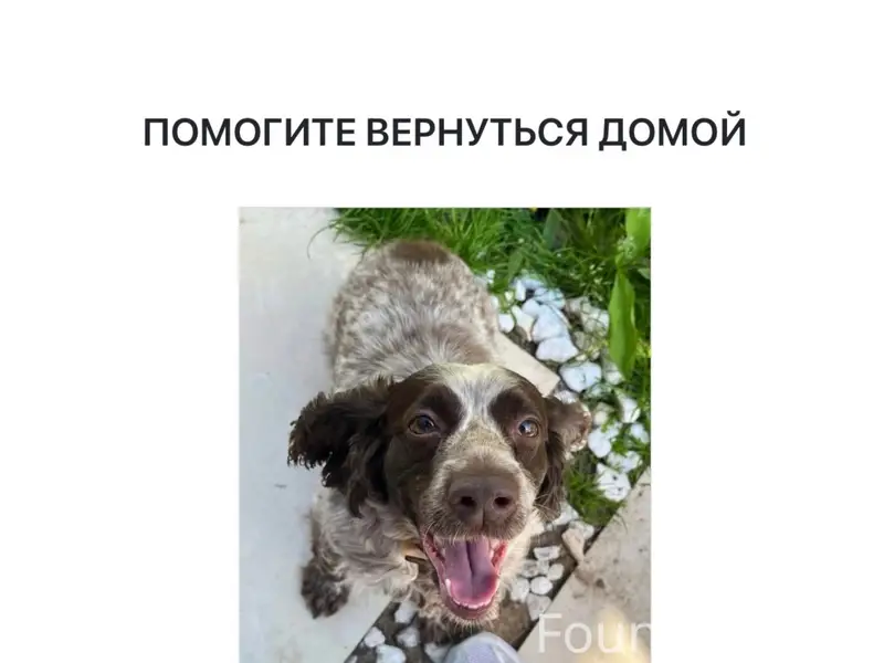 Пропала девочка спаниель Джемма, Оренбург