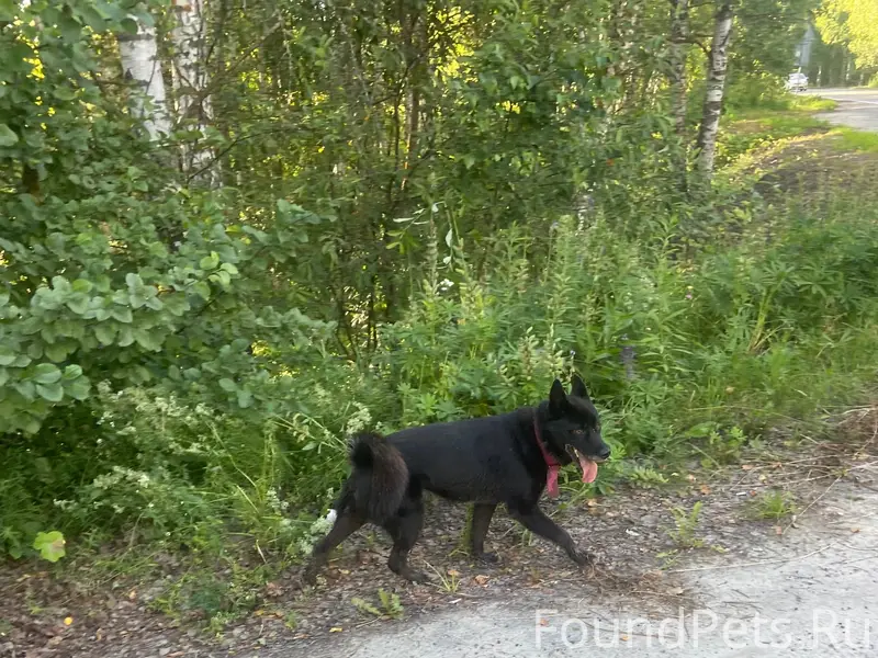 Пропала собака, Городецкий район
