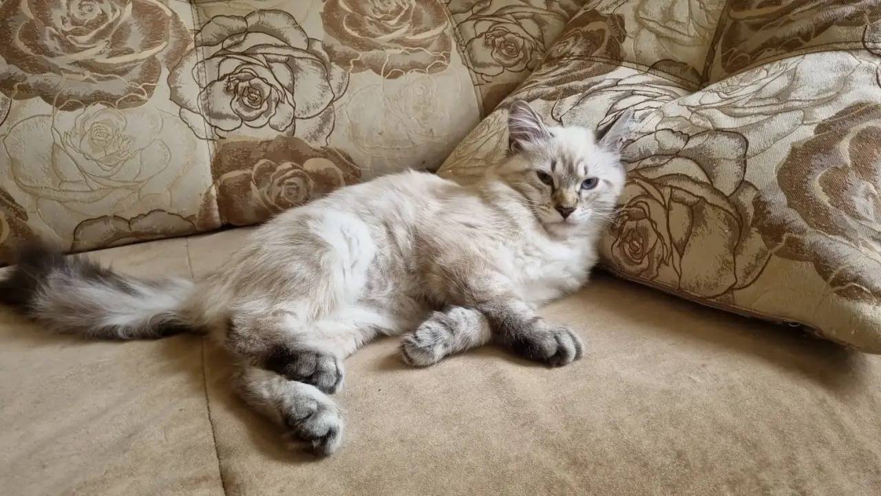 Пропал кот Семён, район Ветрянка