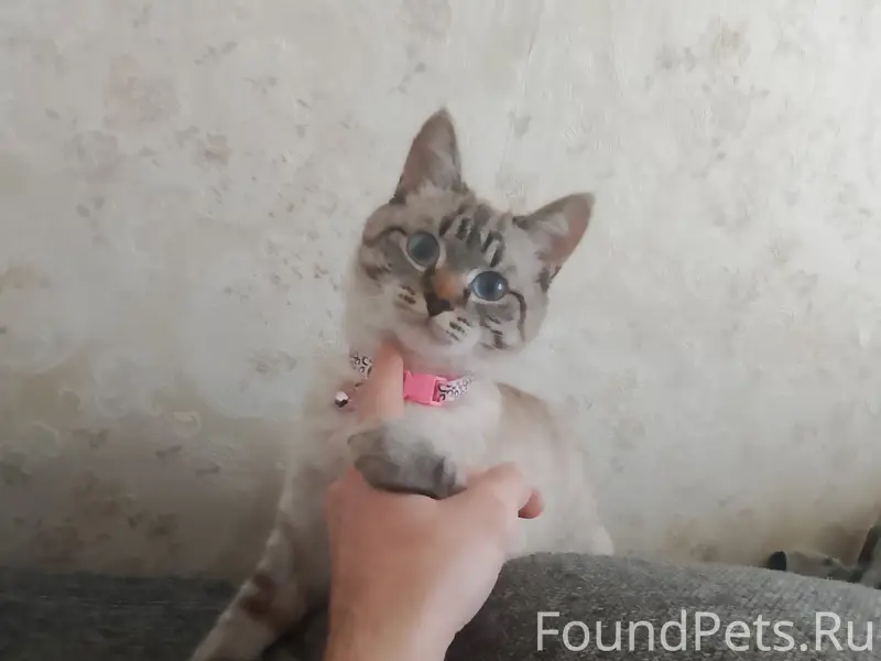 Пропала кошка, Электроизолятор 62