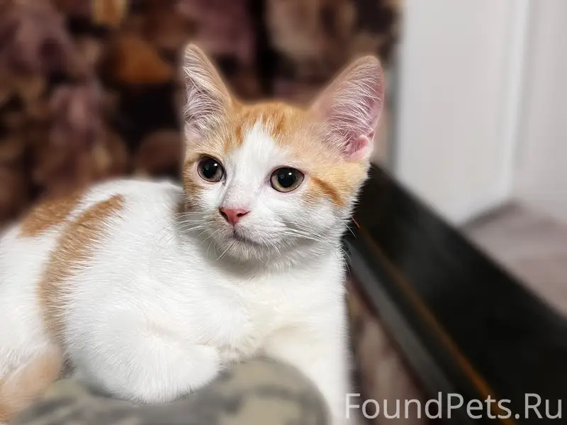 Найден кот, улица Жуковского