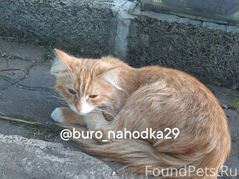Найдена кошка, район Большой Макси
