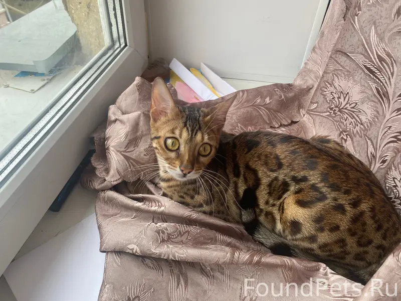 Пропала бенгальская кошка Клепа, улица Ленина
