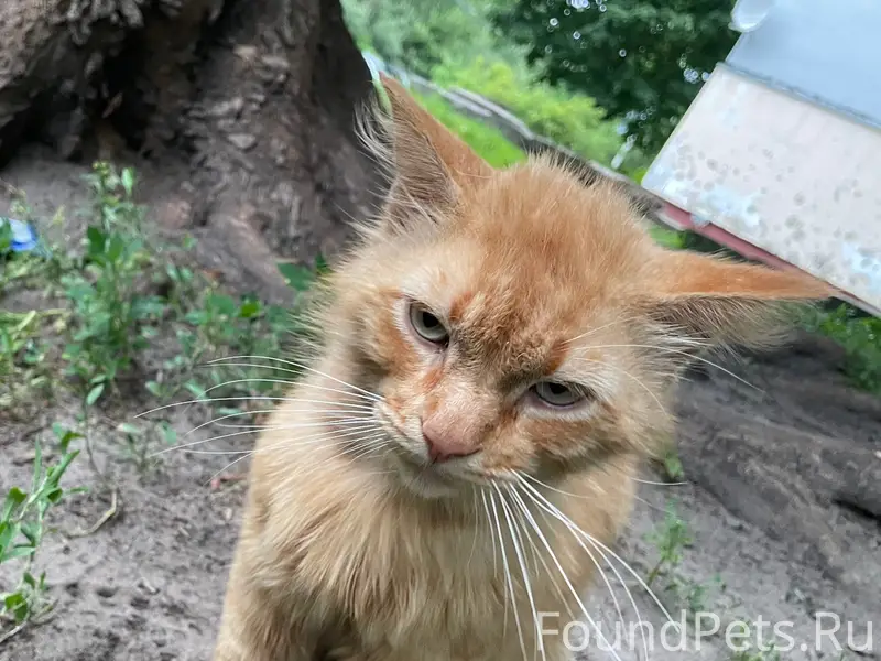 Найдена кошка, Володарский район
