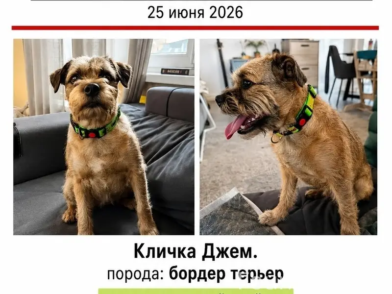 Пропала бордер-терьер Джем, Химки