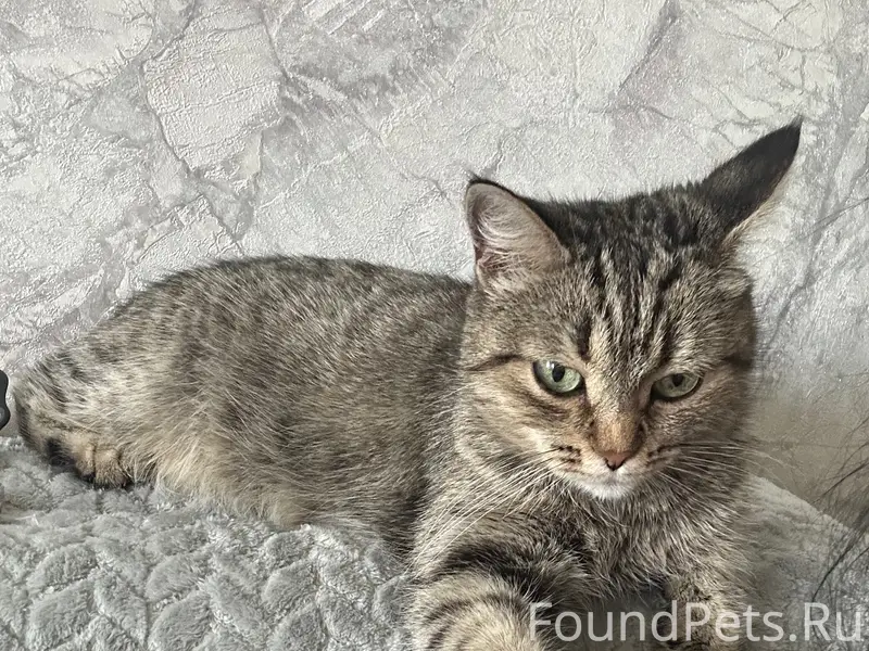 Пропала кошка, г. Серпухов