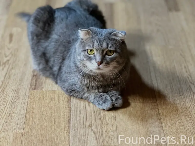 Пропал кот Ворчун, Ручей/кузнечиха