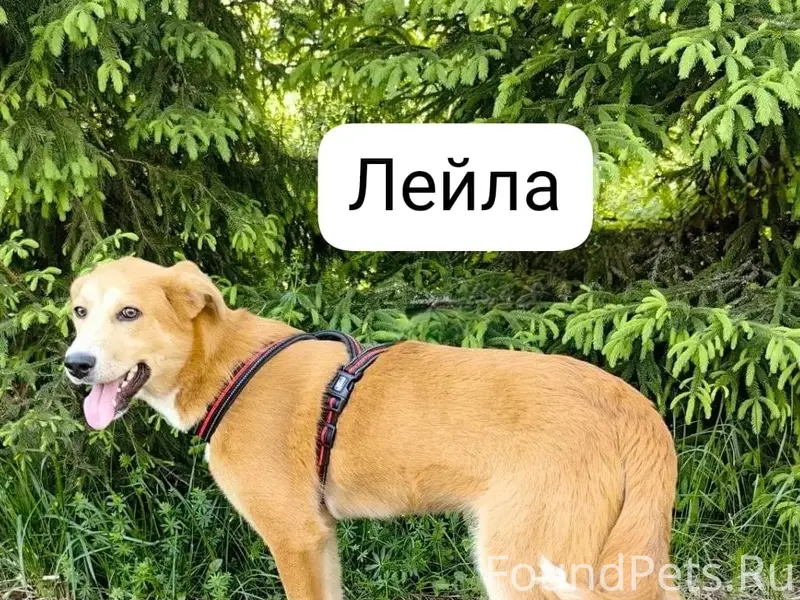 Пропала собака Лейла, деревня Савинская