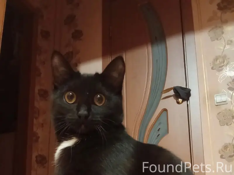 Пропала чёрная кошка Лисик, СНТ 'Ручеёк'