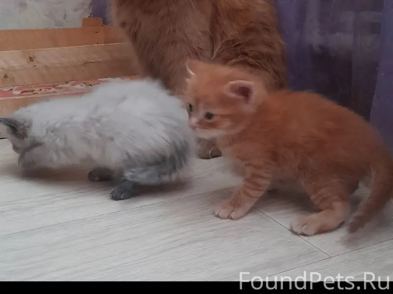 Пропала кошка Мура, Финские, район 1 школы