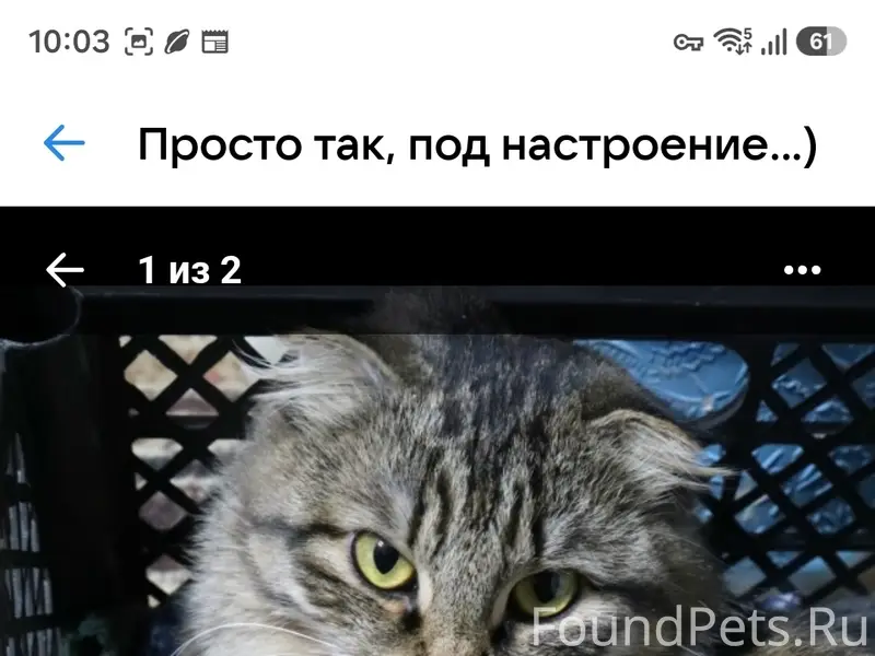 Пропала вислоухая кошка, Веш. 5, корп.4