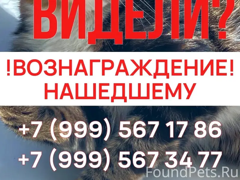 Пропала кошка Френсис, Первомайский район