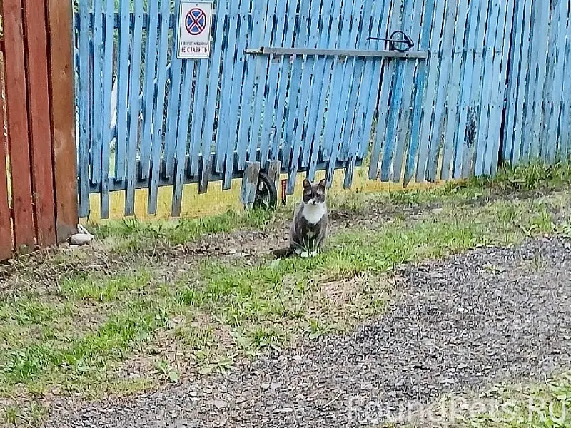 Найден кот, соты «Отдых» на Риж-Губе