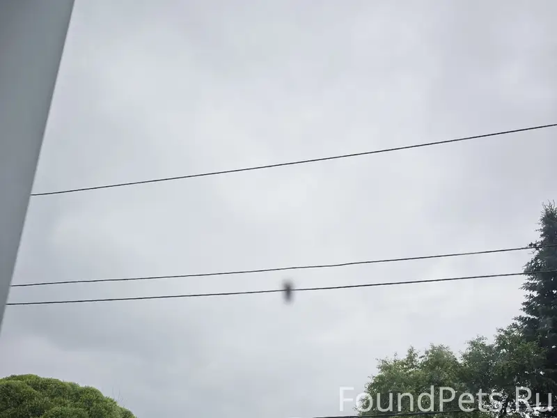 Пропали кот и ворона