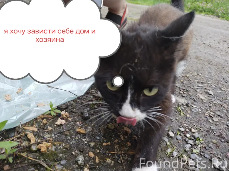 Найден маленький кот, Хабаровский край