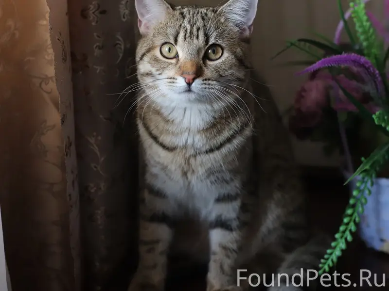 Пропал кот, улица Белинского