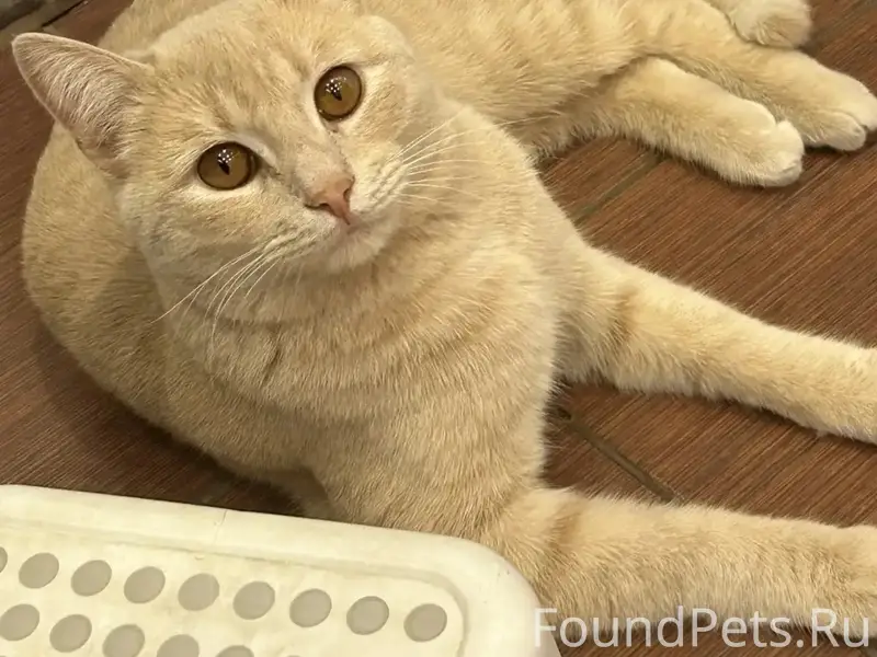 Пропал кот, улица Родниковая
