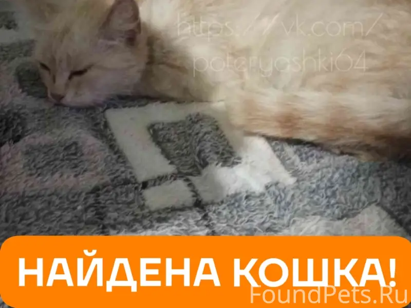 Найдена кошка, Заводской район, Саратов