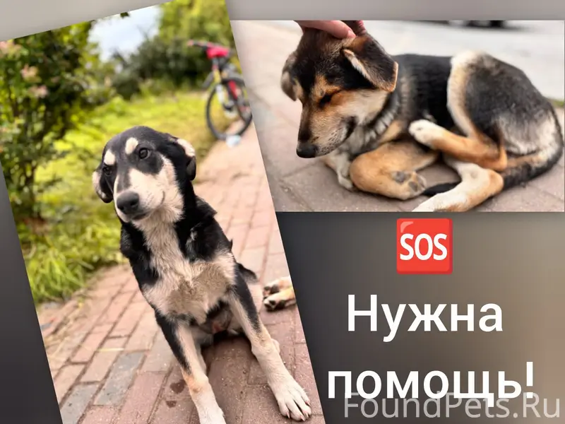 Пропали дворняги, Люберцы, рп Томилино