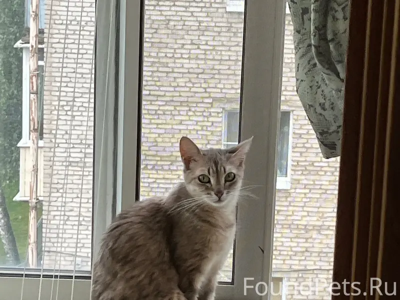 Пропала кошка Моника, д. Купуй