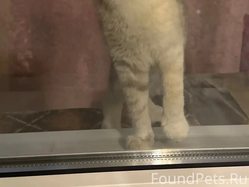 Найдена кошка, Дмитровка