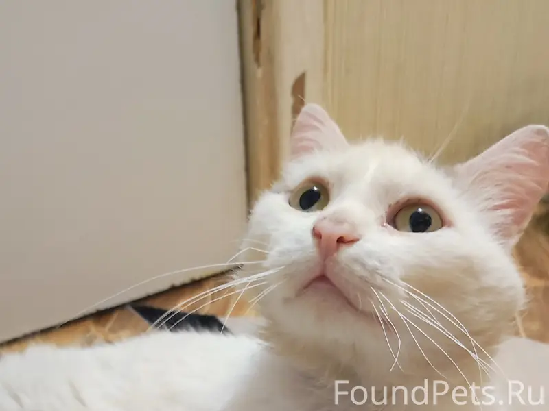 Найден кот, ЧМЗ