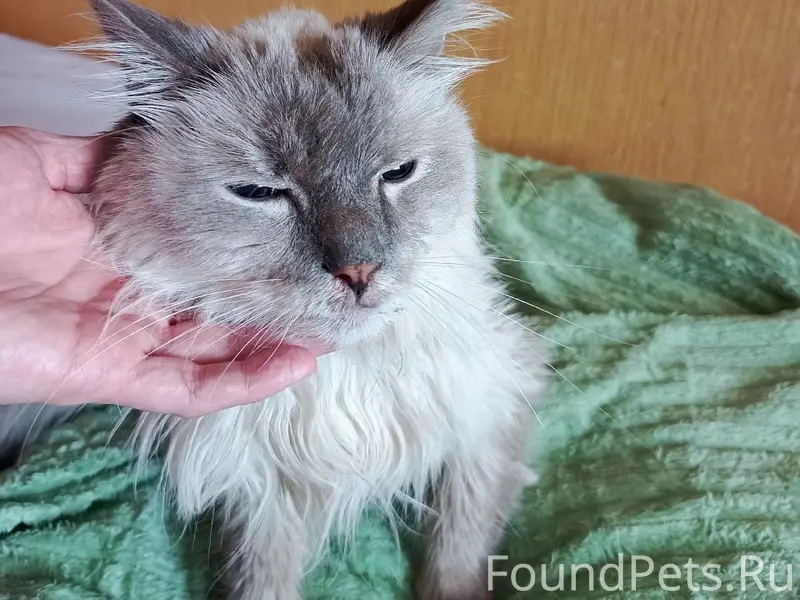Найден котик, Старый город