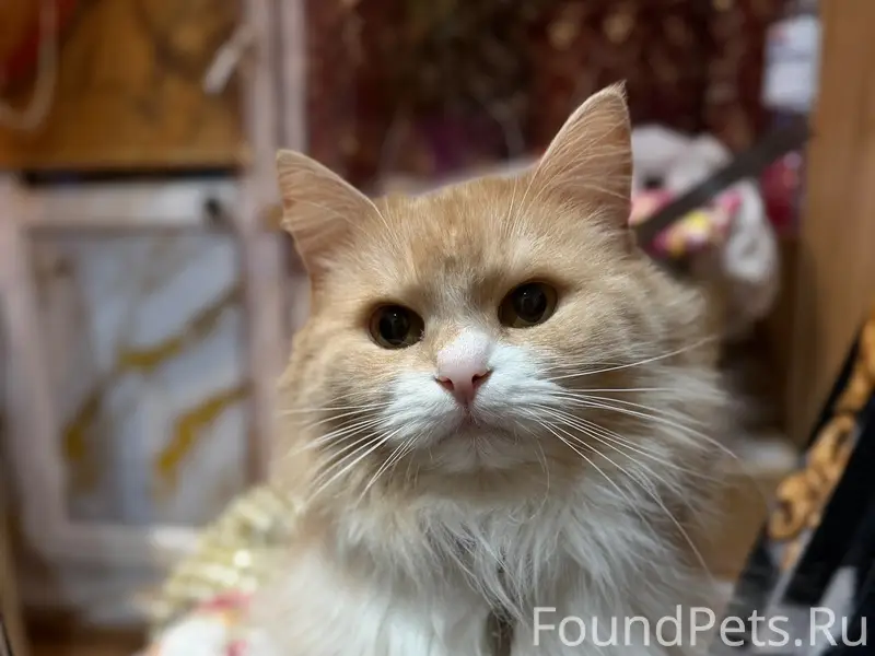 Пропал кот Барсик, Автозавод