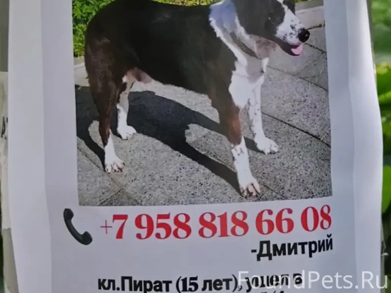 Пропала собака, Зеленоград