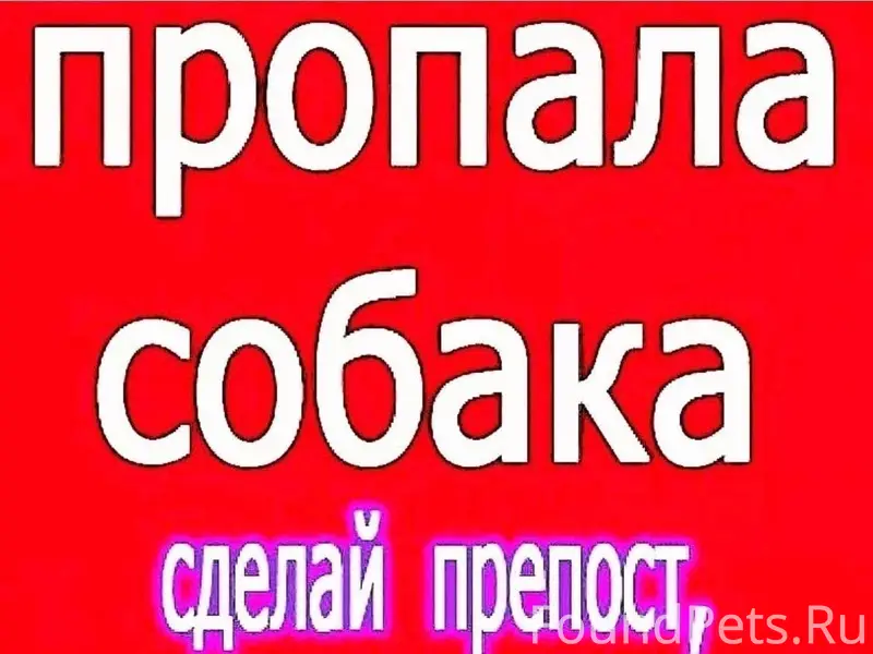 Пропала собака Найда