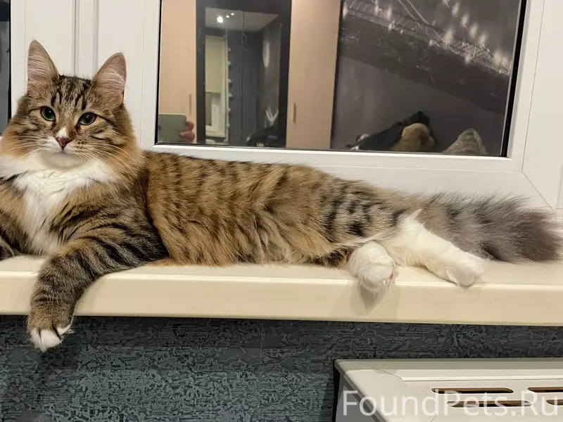 Пропала кошка, район Центрального рынка