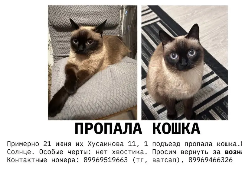 Пропала кошка Солнце, ул. Хусаинова