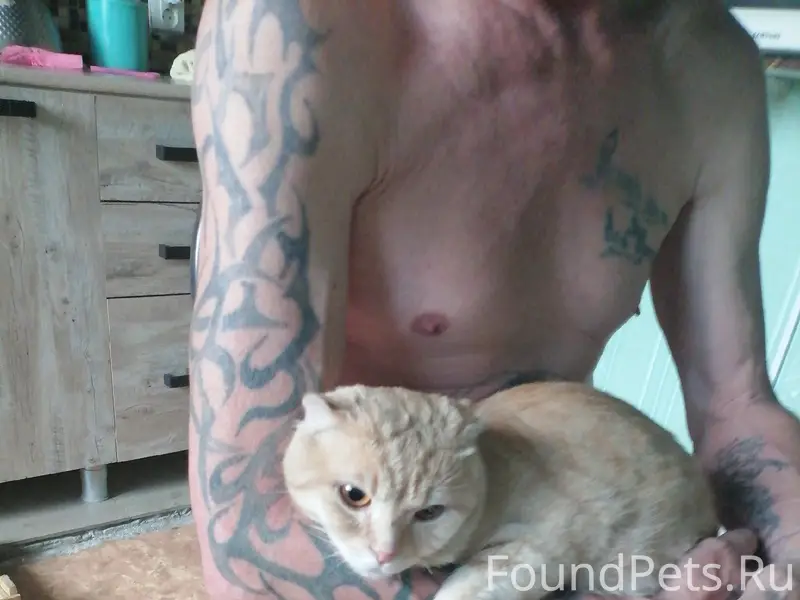 Найдена кошка, Дмитров