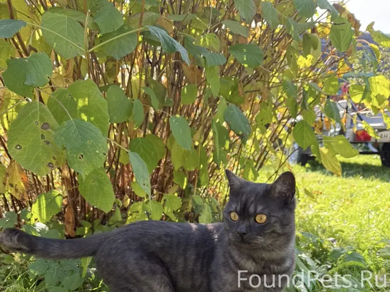 Пропал шотландский котик