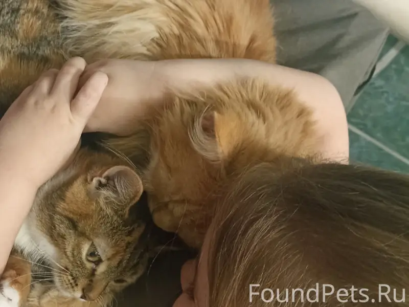 Пропал рыжий кот, юго-восточный мкр