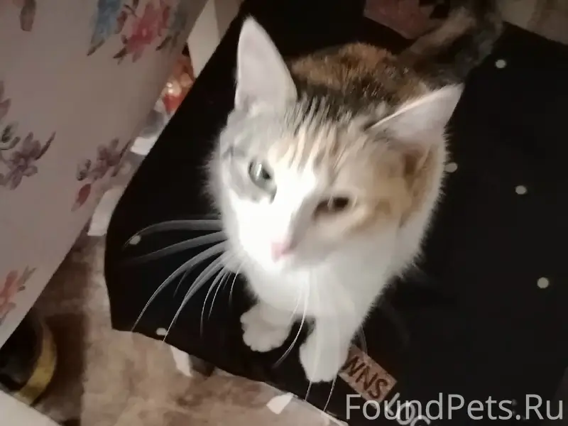 Найден котёнок, Дубровский