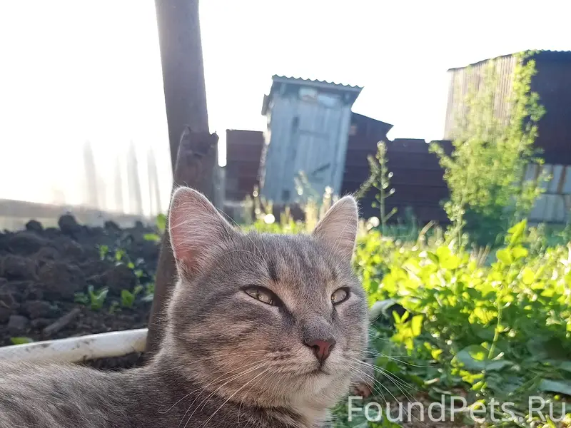 Пропал кот Серёга, Кожзавод