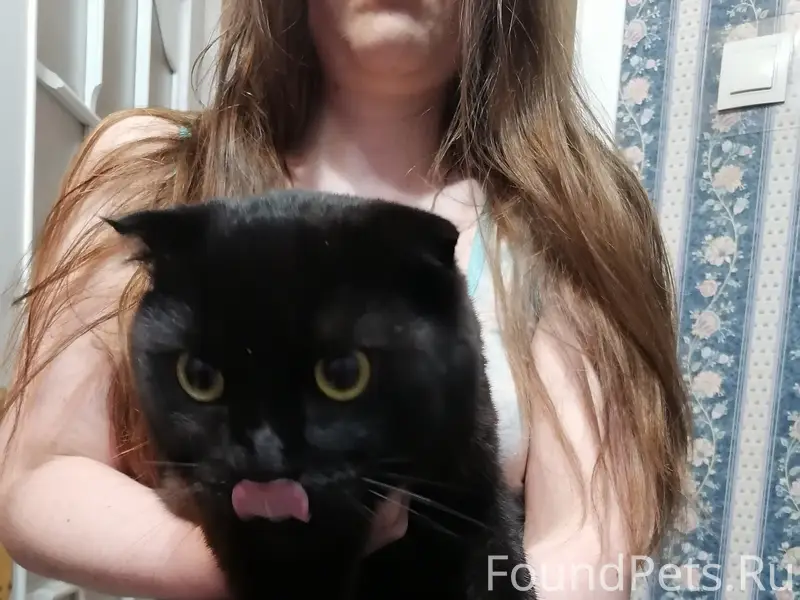 Найден кот, чёрный с рыжим отливом, ул. Богданова