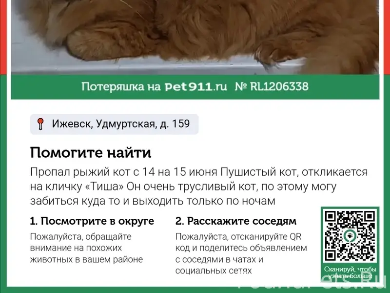 Пропал кот, Удмуртская 159