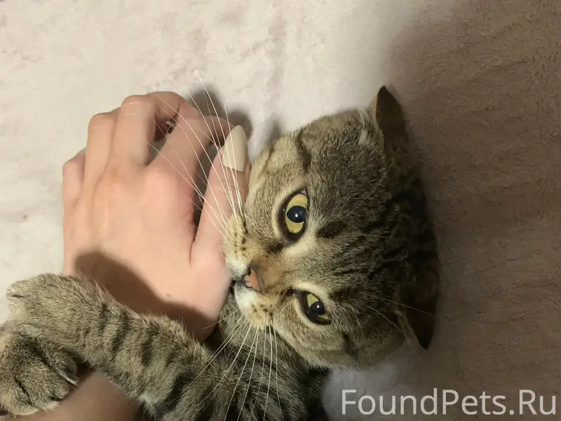 Пропал шотландский вислоухий Каспер, Анапа