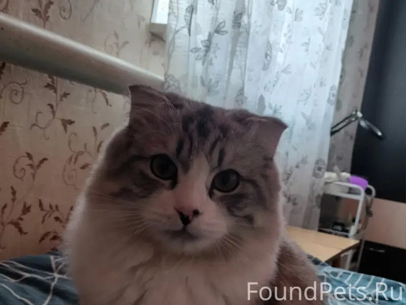 Пропал кот, ул. Промышленная