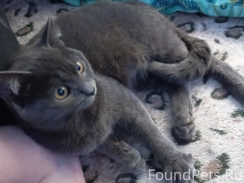 Найдена кошка, хромает, Челюскинцев 11а