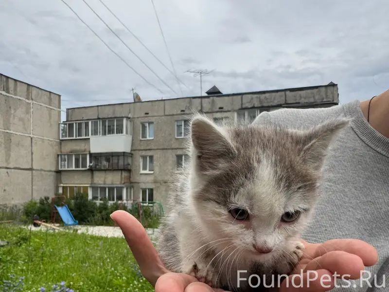 Найден котёнок, возможно девочка